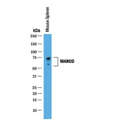 Mouse MARCO Antibody, R D Systems 25&mu;g; Unlabeled:Antibodies, Polyclonal
