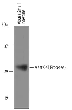 Mouse Mast Cell Protease-1/Mcpt1 Antibody, R D Systems 25&mu;g; Unlabeled:Antibodies,