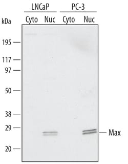 Human Max Antibody, R D Systems 25&mu;g; Unlabeled:Antibodies, Polyclonal