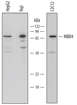 Human/Mouse MBD4 Antibody, R D Systems 100&mu;g; Unlabeled:Antibodies,