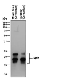 Human/Mouse/Rat MBP Antibody, R D Systems:Antibodies:Primary Antibodies