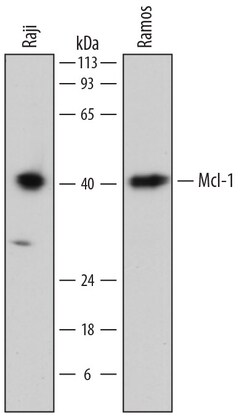 Human Mcl-1 Antibody, R D Systems 25&mu;g; Unlabeled:Antibodies, Polyclonal