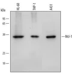 Human Mcl-1 Antibody, R D Systems 25&mu;g; Unlabeled:Antibodies, Monoclonal
