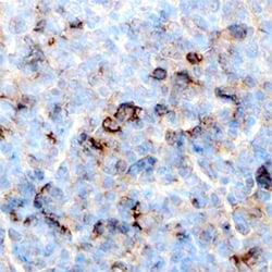 Human Mcl-1 Antibody, R D Systems 100ug; Unlabeled:Antibodies, Monoclonal