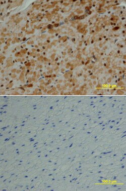 Human/Mouse MCM2 Antibody, R D Systems 25&mu;g; Unlabeled:Antibodies, Polyclonal