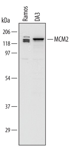 Human/Mouse MCM2 Antibody, R D Systems 25&mu;g; Unlabeled:Antibodies, Polyclonal