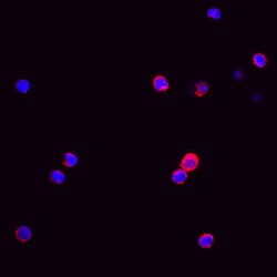 Human Phospho-M-CSF R/CD115 (Y723) Antibody, R D Systems 25&mu;g; Unlabeled:Antibodies,