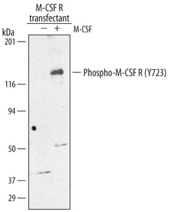 Human Phospho-M-CSF R/CD115 (Y723) Antibody, R D Systems 25&mu;g; Unlabeled:Antibodies,