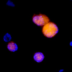 Mouse M-CSF R/CD115 Antibody, R D Systems 25&mu;g; Unlabeled:Antibodies,