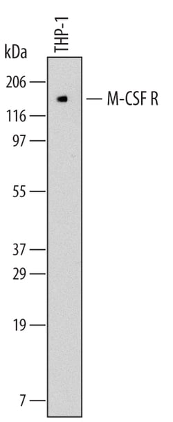 Human M-CSF R/CD115 Antibody, R D Systems 25&mu;g; Unlabeled:Antibodies,