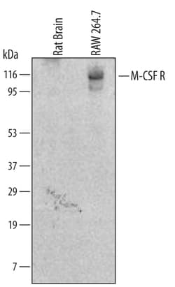 Mouse M-CSF R/CD115 Antibody, R D Systems 100ug; Unlabeled:Antibodies,