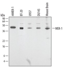 Human/Mouse/Rat MEK1 Antibody, R D Systems 100&mu;g; Unlabeled:Antibodies,