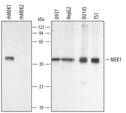 Human/Mouse/Rat MEK1 Antibody, R D Systems 100ug; Unlabeled:Antibodies,