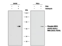Human/Mouse/Rat Phospho-MEK1 (S218/S222)/MEK2 (S222/S226) Antibody, R D