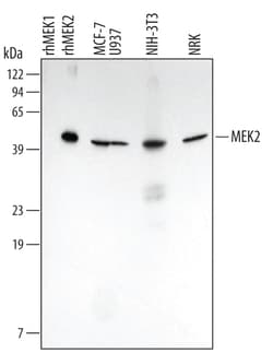 Human/Mouse/Rat MEK2 Antibody, R D Systems 100ug; Unlabeled:Antibodies,