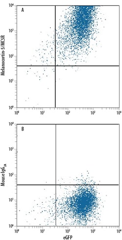 Human Melanocortin-5 R/MC5R Antibody, R D Systems 25 &mu;g | Buy Online | R&D Systems | Fisher Scientific
