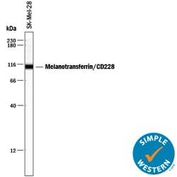 Human Melanotransferrin/CD228 Antibody, R D Systems 25&mu;g; Unlabeled:Antibodies,