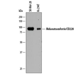 Human Melanotransferrin/CD228 Antibody, R D Systems 25&mu;g; Unlabeled:Antibodies,