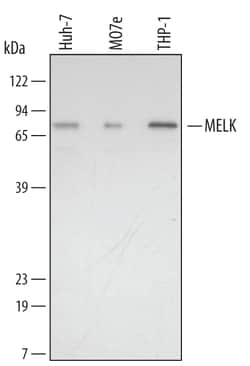 Human MELK Antibody, R D Systems 100&mu;g; Unlabeled:Antibodies, Polyclonal