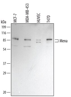 Human Mena Antibody, R D Systems 25&mu;g; Unlabeled:Antibodies, Polyclonal