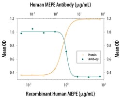 Human MEPE/OF45 Antibody, R D Systems 25&mu;g; Unlabeled:Antibodies, Polyclonal