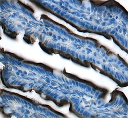 Mouse Meprin beta Subunit/MEP1B Antibody, R D Systems 100&mu;g; Unlabeled:Antibodies,