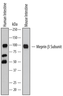 Human/Mouse Meprin beta Subunit/MEP1B Antibody, R D Systems 25&mu;g; Unlabeled:Antibodies,
