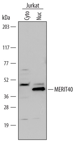 Human MERIT40 Antibody, R D Systems 100&mu;g; Unlabeled:Antibodies, Polyclonal