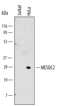 Human MESDC2 Antibody, R D Systems 100ug; Unlabeled:Antibodies, Monoclonal