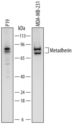 Human/Mouse Metadherin Antibody, R D Systems 25&mu;g; Unlabeled:Antibodies,