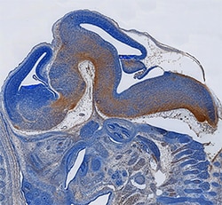 Mouse Meteorin-like/METRNL Antibody, R D Systems 25&mu;g; Unlabeled:Antibodies,