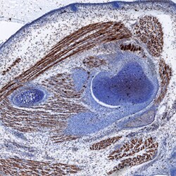 Mouse Meteorin-like/METRNL Antibody, R D Systems 100&mu;g; Unlabeled:Antibodies,