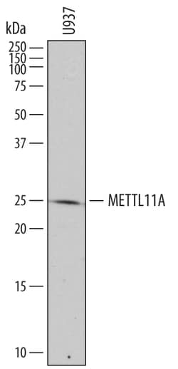 Human alpha-N-terminal Methyltransferase 1A/METTL11A Antibody, R D Systems
