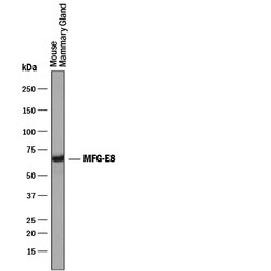 Mouse MFG-E8 Antibody, R D Systems 25&mu;g; Unlabeled:Antibodies, Polyclonal