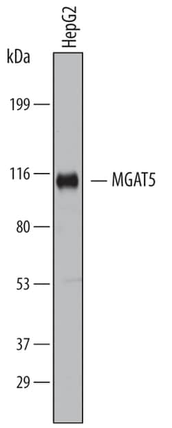 Human N-Acetylglucosaminyltransferase V/MGAT5 Antibody, R D Systems 100ug;