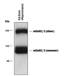 Rat mGluR2/3 Antibody, R D Systems 100&mu;L; Unlabeled:Antibodies, Polyclonal