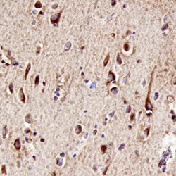 Human mGluR3 Antibody, R&D Systems™