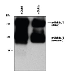 Human/Mouse/Rat mGluR5/1a Antibody, R D Systems 100&mu;L; Unlabeled:Antibodies,