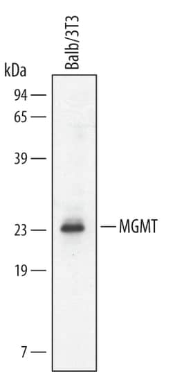 Mouse MGMT Antibody, R D Systems 25&mu;g; Unlabeled:Antibodies, Monoclonal