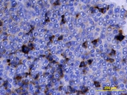 Human Midkine Antibody, R&D Systems™