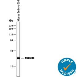 Mouse Midkine Antibody, R D Systems 25&mu;g; Unlabeled:Antibodies, Polyclonal