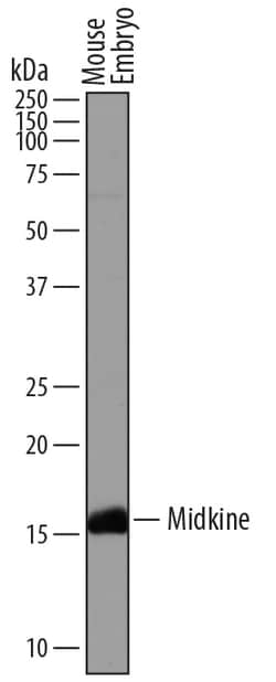 Mouse Midkine Antibody, R&D Systems™