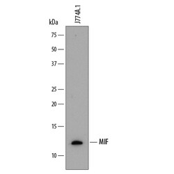 Mouse/Rat MIF Antibody, R D Systems 25&mu;g; Unlabeled:Antibodies, Monoclonal