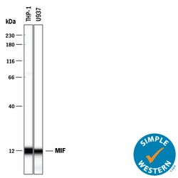 Human MIF Antibody, R D Systems:Antibodies:Primary Antibodies