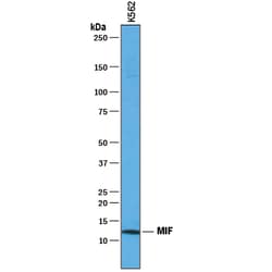 Human MIF Antibody, R D Systems:Antibodies:Primary Antibodies
