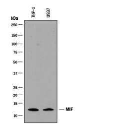 Human MIF Antibody, R D Systems 100&mu;g; Unlabeled:Antibodies, Monoclonal