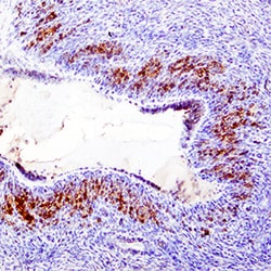 Human/Mouse MIF Antibody, R D Systems 100&mu;g; Unlabeled:Antibodies, Monoclonal