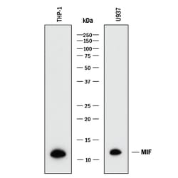 Human MIF Antibody, R D Systems 25&mu;g; Unlabeled:Antibodies, Monoclonal