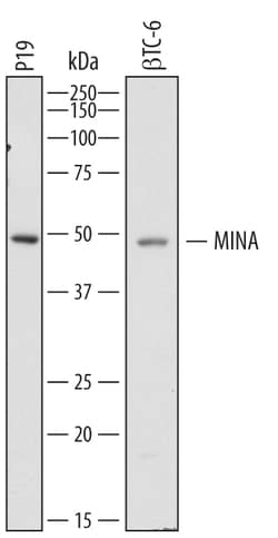 Mouse MINA Antibody, R D Systems 100&mu;g; Unlabeled:Antibodies, Polyclonal