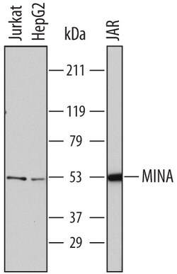 Human MINA Antibody, R D Systems 100ug; Unlabeled:Antibodies, Monoclonal